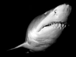 Sand Tiger Shark. Nikon D70 14mm lens by Grant Kennedy 